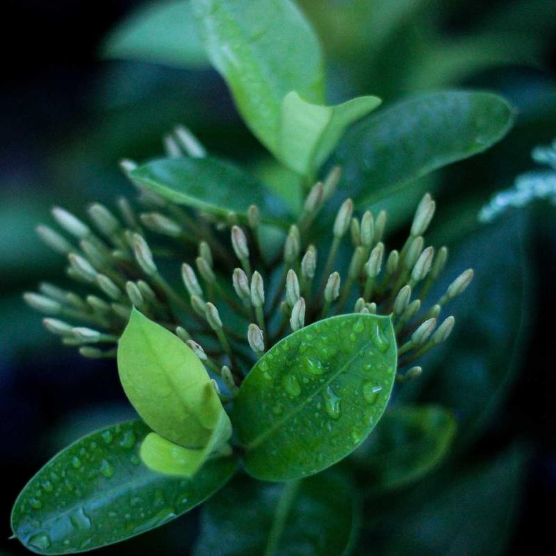 Jasmine Midnight Mist