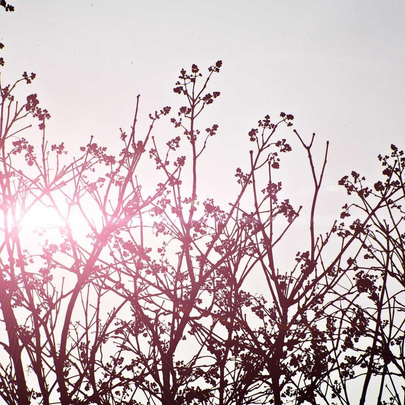 Velvet Bloom Eau De Parfum
